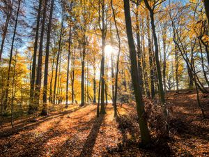 Preview wallpaper forest, trees, autumn, sun, light, landscape