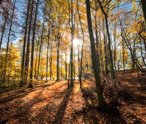 Preview wallpaper forest, trees, autumn, sun, light, landscape