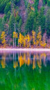 Preview wallpaper forest, trees, autumn, lake, reflection, nature