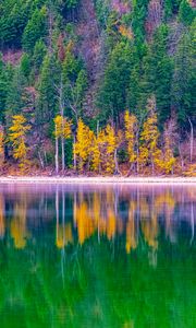Preview wallpaper forest, trees, autumn, lake, reflection, nature