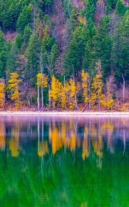 Preview wallpaper forest, trees, autumn, lake, reflection, nature