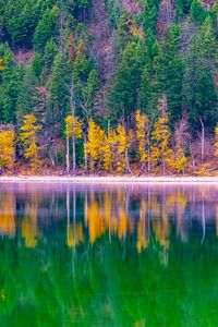 Preview wallpaper forest, trees, autumn, lake, reflection, nature