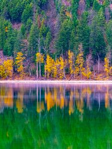 Preview wallpaper forest, trees, autumn, lake, reflection, nature