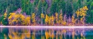 Preview wallpaper forest, trees, autumn, lake, reflection, nature