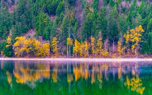 Preview wallpaper forest, trees, autumn, lake, reflection, nature