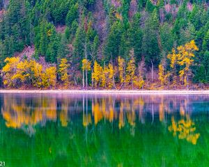 Preview wallpaper forest, trees, autumn, lake, reflection, nature