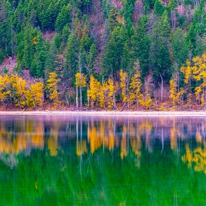 Preview wallpaper forest, trees, autumn, lake, reflection, nature