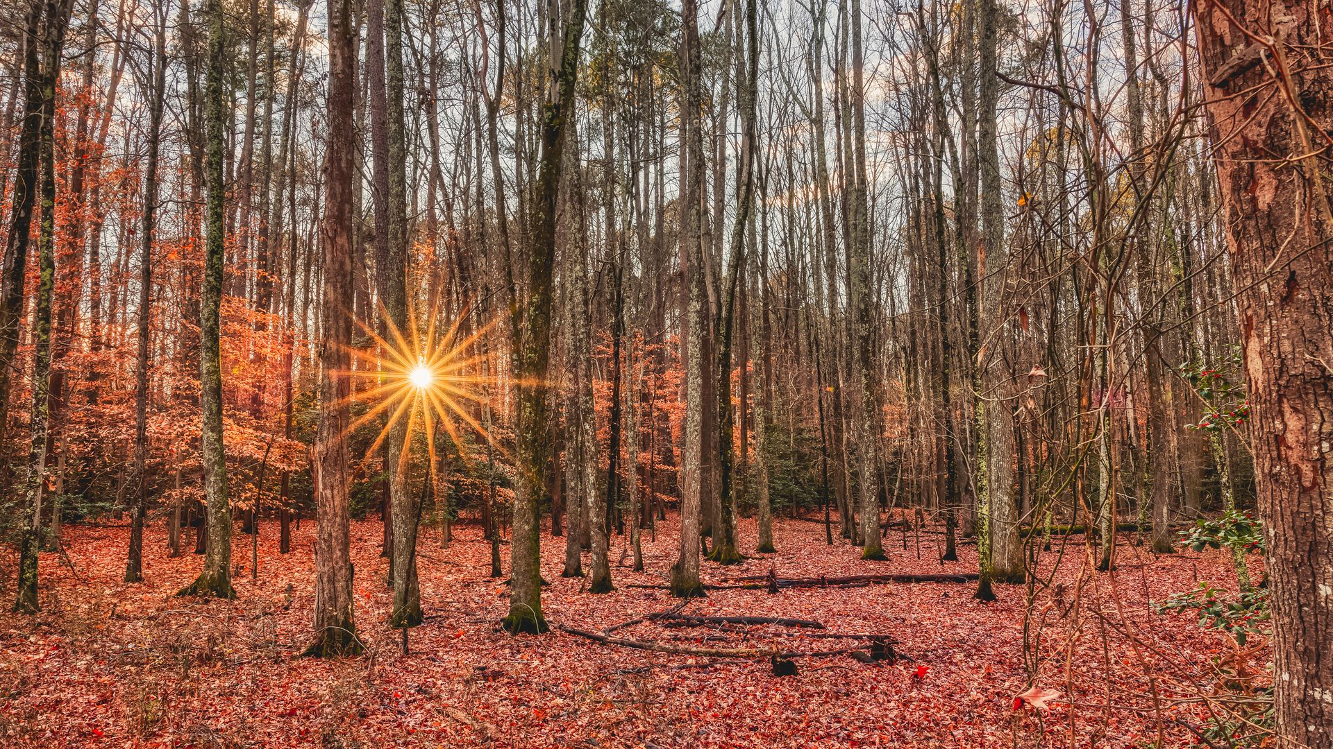 Download Wallpaper 1920x1080 Forest Trees Autumn Leaves Sun Rays Full Hd Hdtv Fhd 1080p