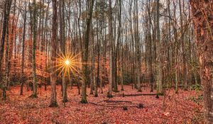 Preview wallpaper forest, trees, autumn, leaves, sun, rays