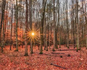 Preview wallpaper forest, trees, autumn, leaves, sun, rays