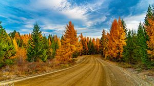 Preview wallpaper forest, trees, autumn, road, nature