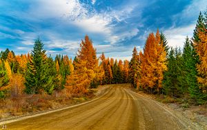 Preview wallpaper forest, trees, autumn, road, nature