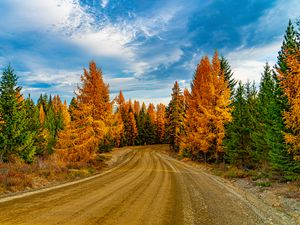 Preview wallpaper forest, trees, autumn, road, nature