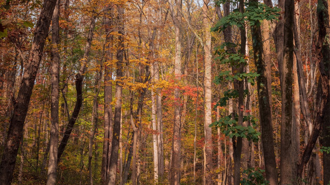 Wallpaper forest, trees, autumn, fallen leaves, nature, walk