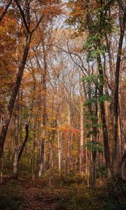 Preview wallpaper forest, trees, autumn, fallen leaves, nature, walk