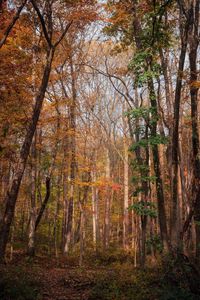 Preview wallpaper forest, trees, autumn, fallen leaves, nature, walk