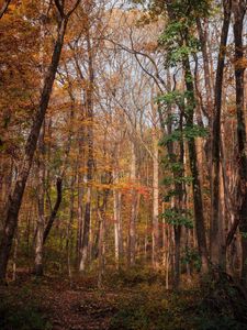 Preview wallpaper forest, trees, autumn, fallen leaves, nature, walk