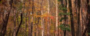 Preview wallpaper forest, trees, autumn, fallen leaves, nature, walk