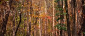 Preview wallpaper forest, trees, autumn, fallen leaves, nature, walk