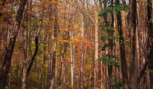 Preview wallpaper forest, trees, autumn, fallen leaves, nature, walk