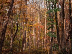 Preview wallpaper forest, trees, autumn, fallen leaves, nature, walk
