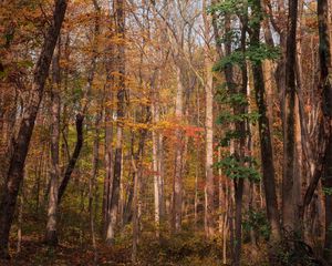 Preview wallpaper forest, trees, autumn, fallen leaves, nature, walk