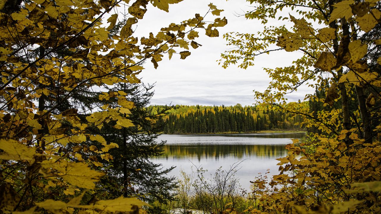 Wallpaper forest, trees, autumn, river, leaves, sky