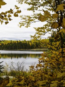 Preview wallpaper forest, trees, autumn, river, leaves, sky