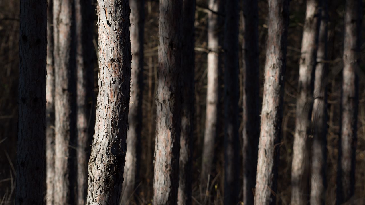 Wallpaper forest, trees, bark, nature