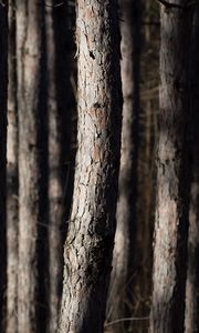 Preview wallpaper forest, trees, bark, nature