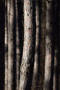 Preview wallpaper forest, trees, bark, nature