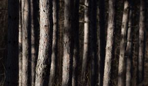 Preview wallpaper forest, trees, bark, nature