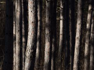 Preview wallpaper forest, trees, bark, nature