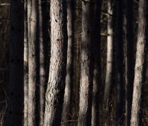 Preview wallpaper forest, trees, bark, nature
