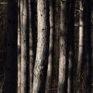 Preview wallpaper forest, trees, bark, nature