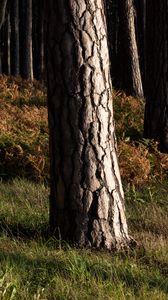 Preview wallpaper forest, trees, bark, nature, landscape