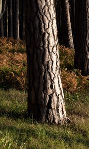 Preview wallpaper forest, trees, bark, nature, landscape