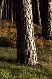 Preview wallpaper forest, trees, bark, nature, landscape