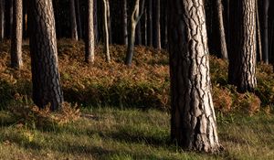 Preview wallpaper forest, trees, bark, nature, landscape