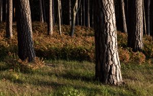 Preview wallpaper forest, trees, bark, nature, landscape