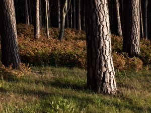 Preview wallpaper forest, trees, bark, nature, landscape