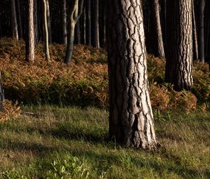 Preview wallpaper forest, trees, bark, nature, landscape
