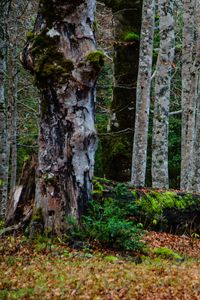 Preview wallpaper forest, trees, birch, moss