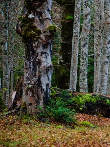 Preview wallpaper forest, trees, birch, moss