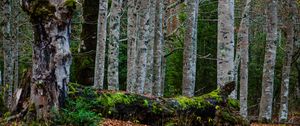 Preview wallpaper forest, trees, birch, moss