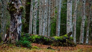 Preview wallpaper forest, trees, birch, moss