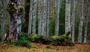 Preview wallpaper forest, trees, birch, moss