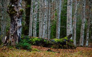 Preview wallpaper forest, trees, birch, moss
