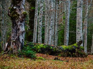 Preview wallpaper forest, trees, birch, moss