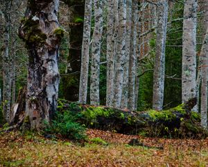 Preview wallpaper forest, trees, birch, moss